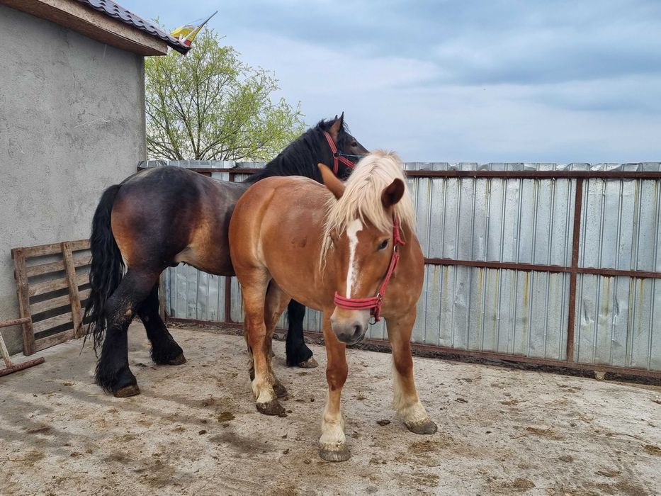 Cai de vinzare minza de 3 ani si minz de 2 ani