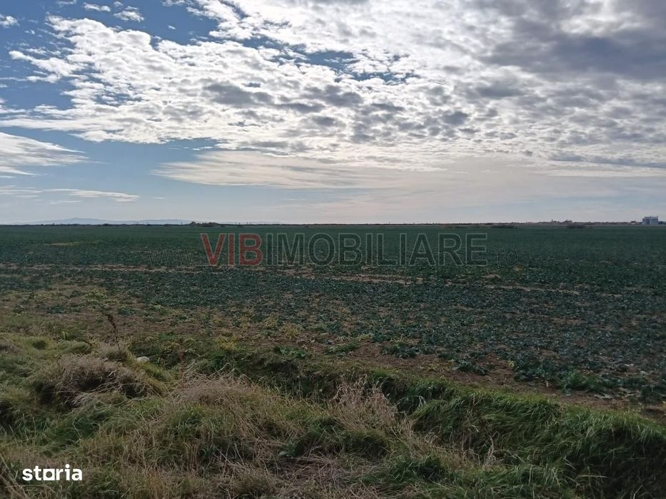 Ferma Agricolă 1.350 HA – Grad de Comasare 96–97%, Județul Arad