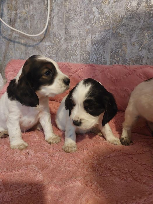 Русский спаниель