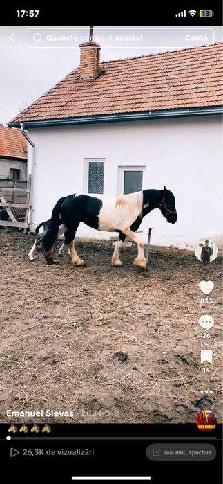 Vand armasar cal tarcat Barokpinto din tata frizian si mama pinto