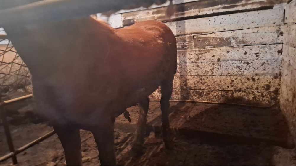 Семіз откорм Құнан сатылады