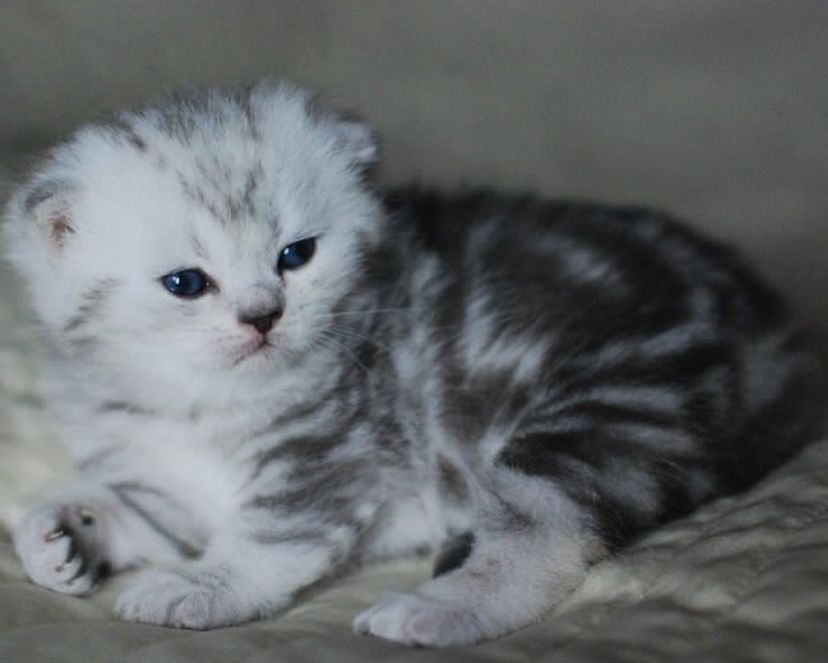 Висолоухие котята