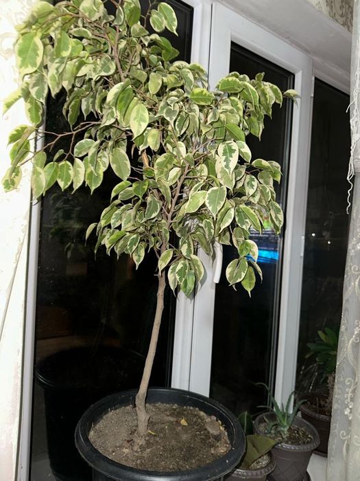 Домашние цветы очень красивые