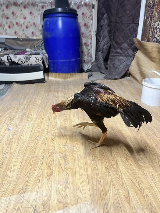 Дакан майский Джужа