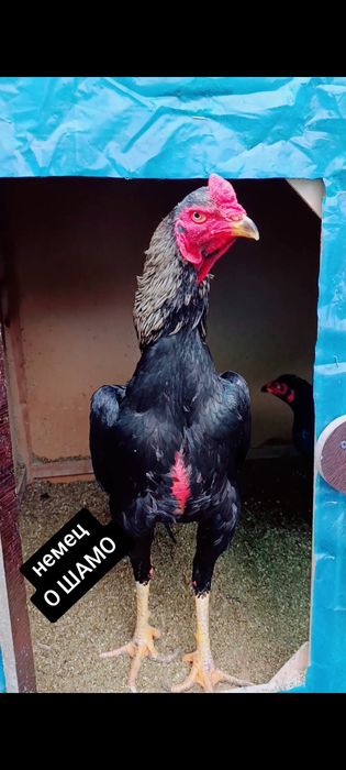 Сотилади немец О ШАМО