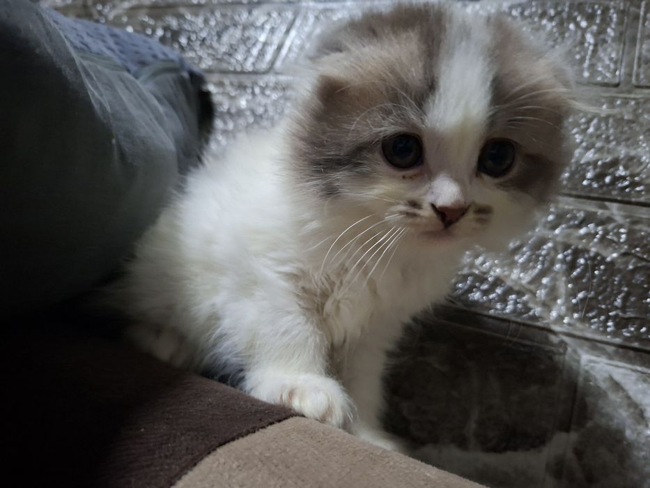 Котята Скоттиш-фолд