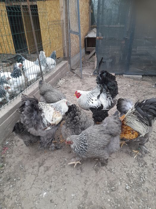 Vând două curci și perechi de păsări rase pitice și Brahma uriaș