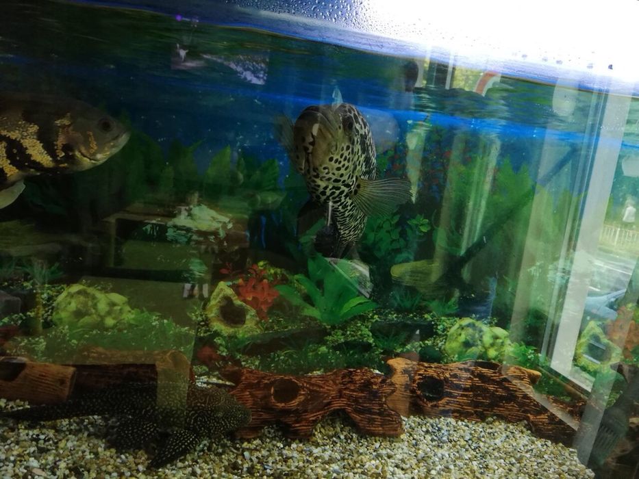 Аквариум 800 литра с шкаф и риби