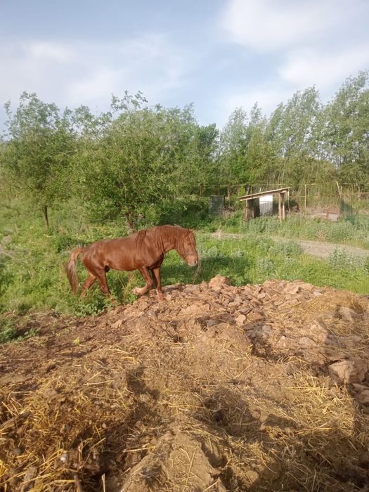 Лошадь лошадьььь