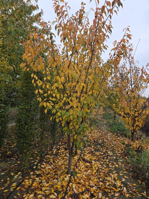 Arbori Decorativi pentru Grădini și Parcuri: Mesteacăn – Tei – Platan – Arțar – Stejar