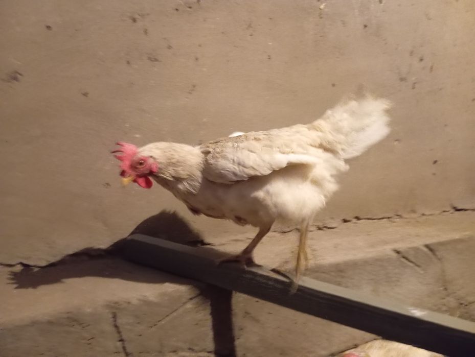 Курицы нисушки хорошие