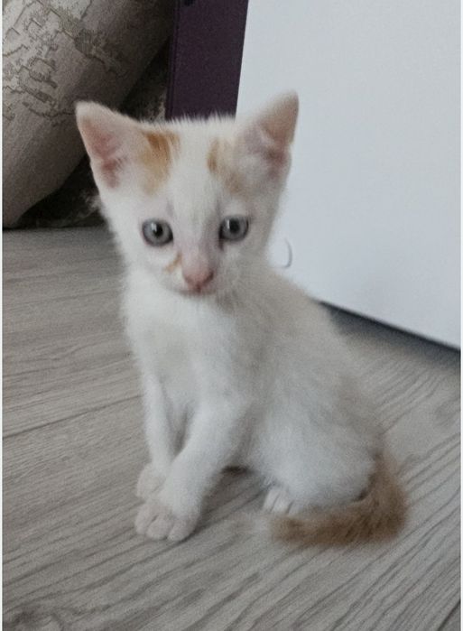 Pisica de adoptat