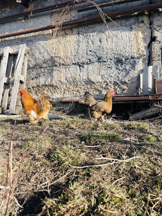 Продам пару карликовых курей