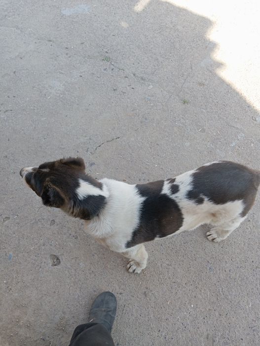 Алабаи кушык 3 айлык