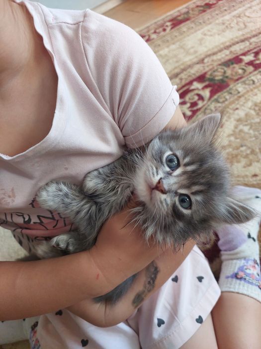 Отдам котят в добрые руки