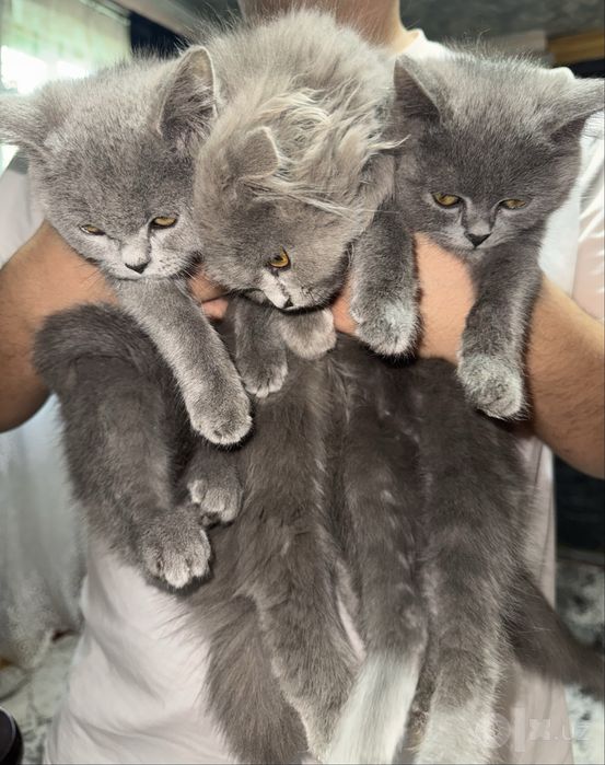 Шатланские кошки
