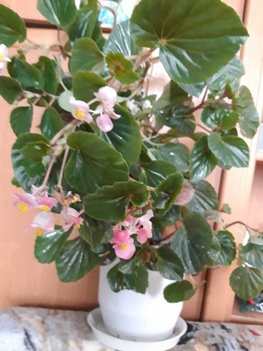 Продам  растение -вечноцветущая бегония розовая