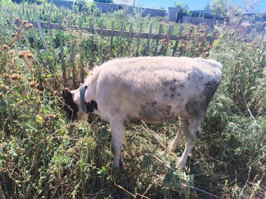 Продам телят  6 месяцев
