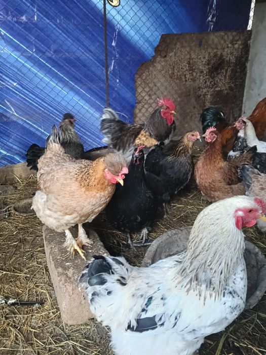 Тауык Куры Кораз