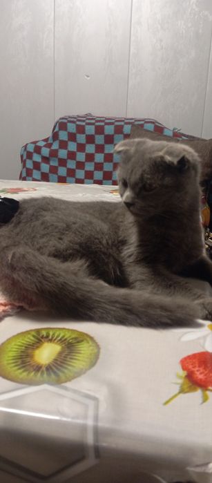 Mudhu sotladi scottish fold