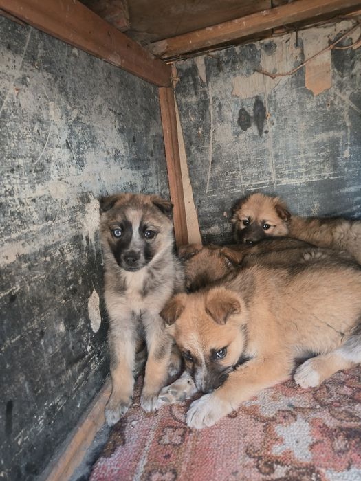 Отдам щенков в хорошие руки