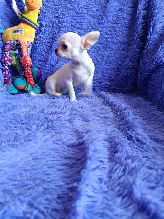Мини девочка чихуахуа