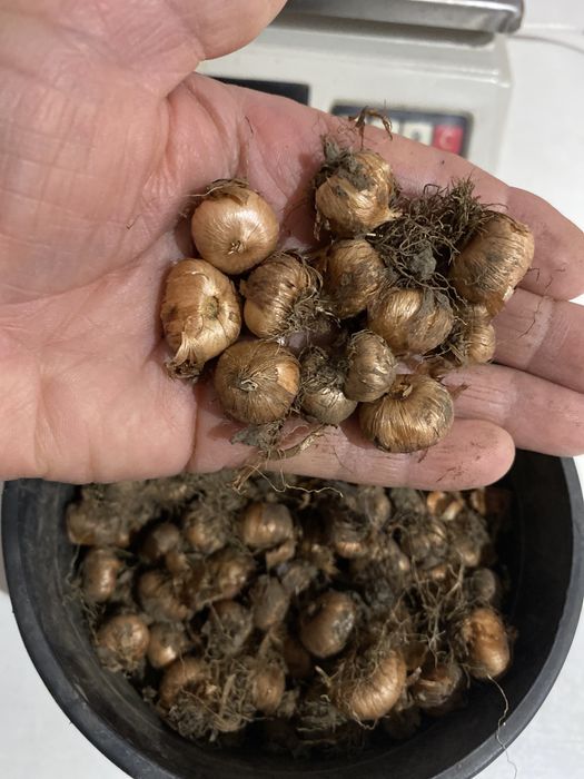 Bulbi brândușe diverse culori