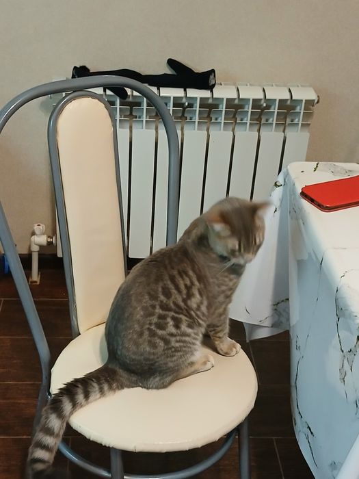 Вязка кота Бенгалец