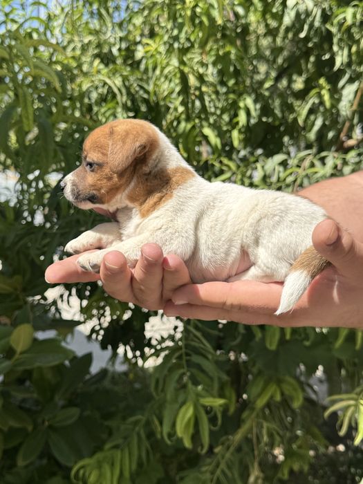 продается Щенок Джек Рассел терьер