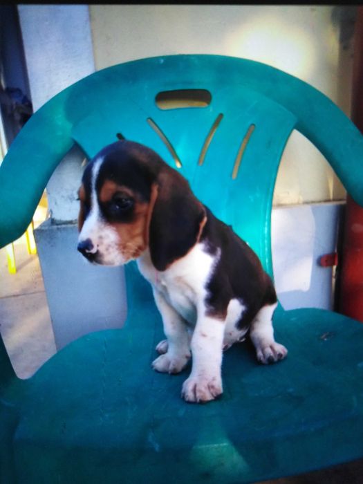 Beagle pui 2 luni