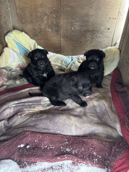 Отдам щенят в добрые руки