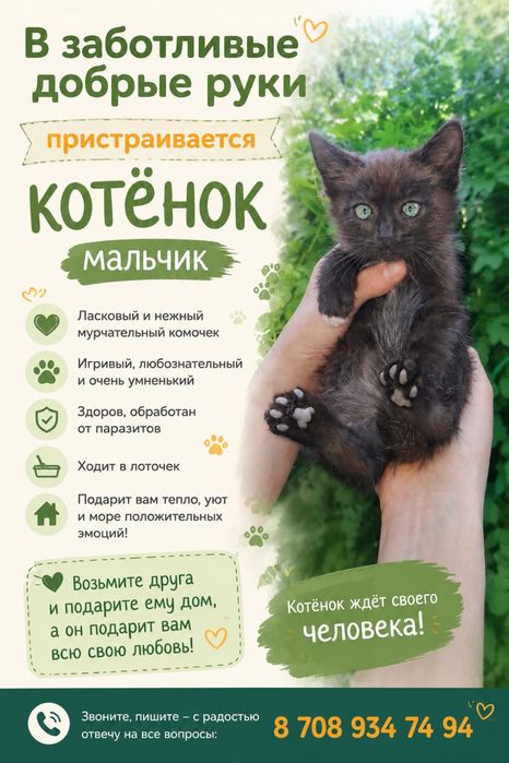 пристраиваются котята