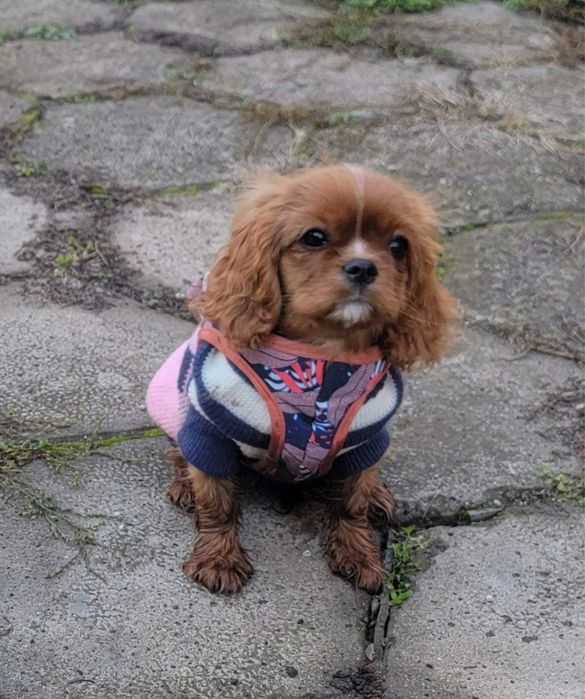 Кавалер кинг чарлз