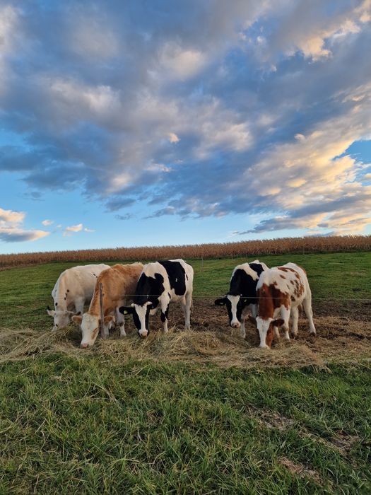 Vând 5 Juninci gestante