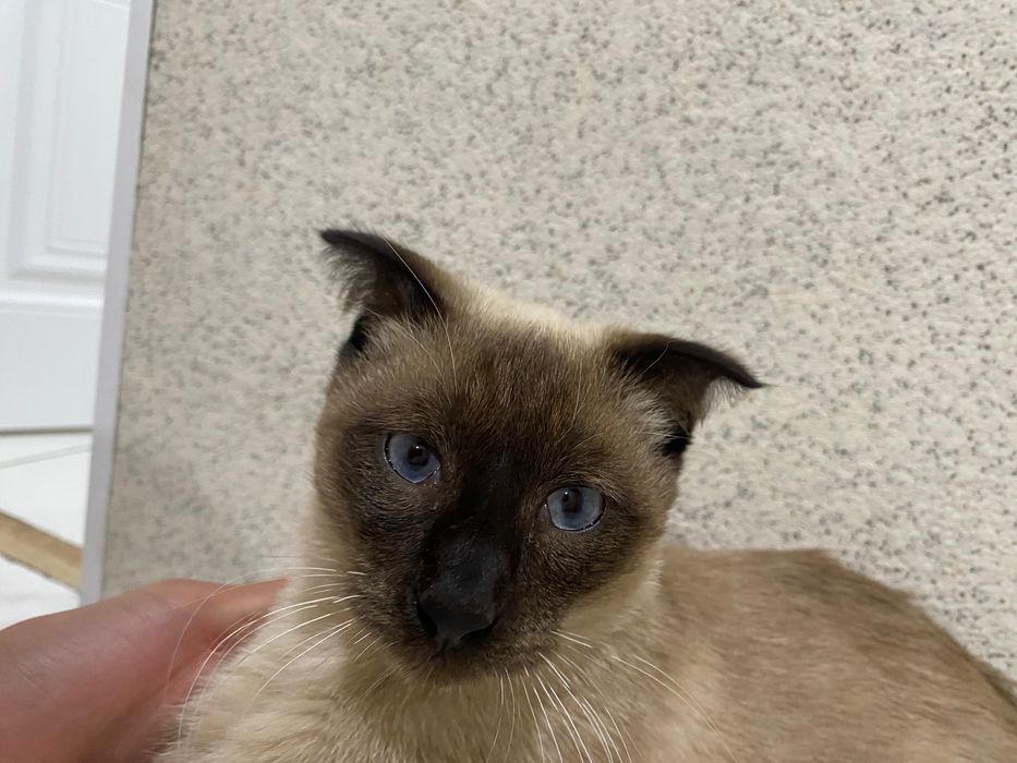 Мысык сатыладыы!!