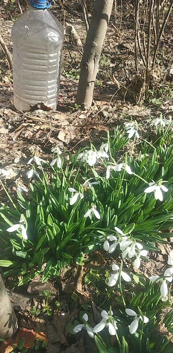 Продаются саженцы плодовых деревьев