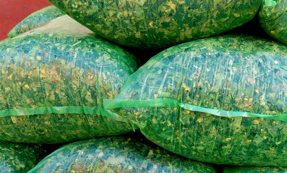 SILOS Donli   Донли  Силос 100%  (makka payani yaguarda ma