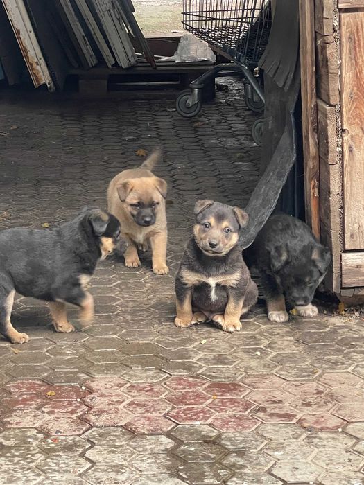 Отдаем в хорошие руки щенков