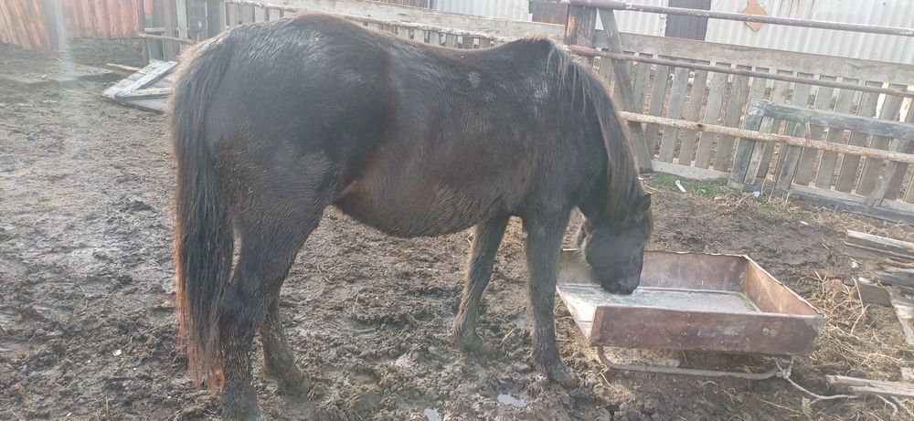 Лошади жеребята бие