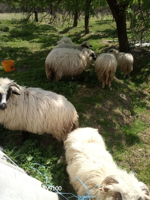 Vând 6 miele și un berbec de anul trecut