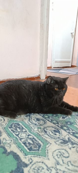 Отдам в хорошие руки