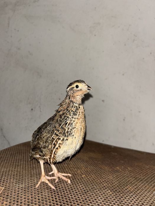 Vand masculi prepelită-japoneză pentru reproducere