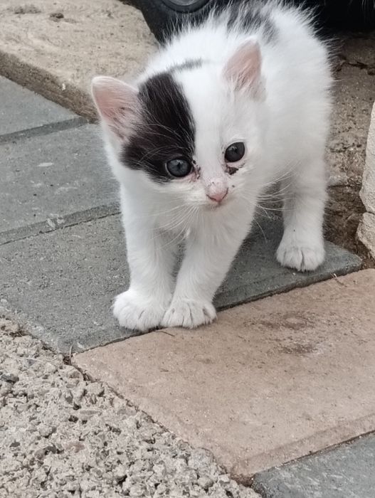 Adopții pisici jucause