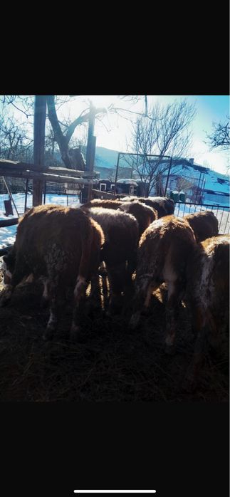 Vand vitei si vitele