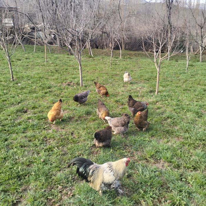 Продам курей домашних