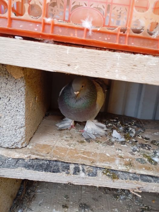 Кептер сатылады жас моладои