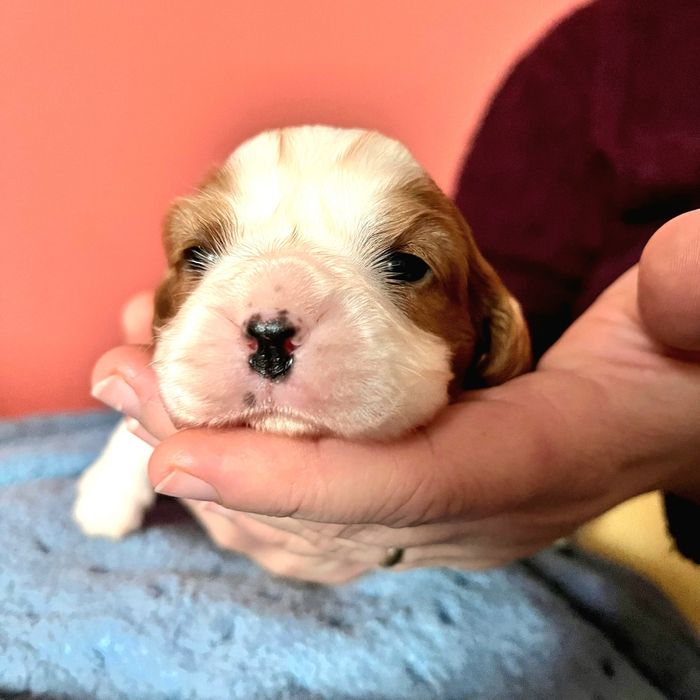 Femela cavalier king charles spaniel