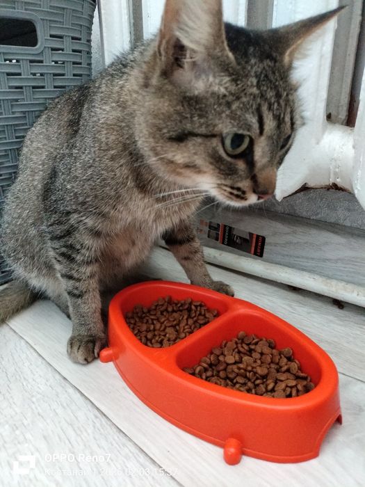 Котик в добрые ручки