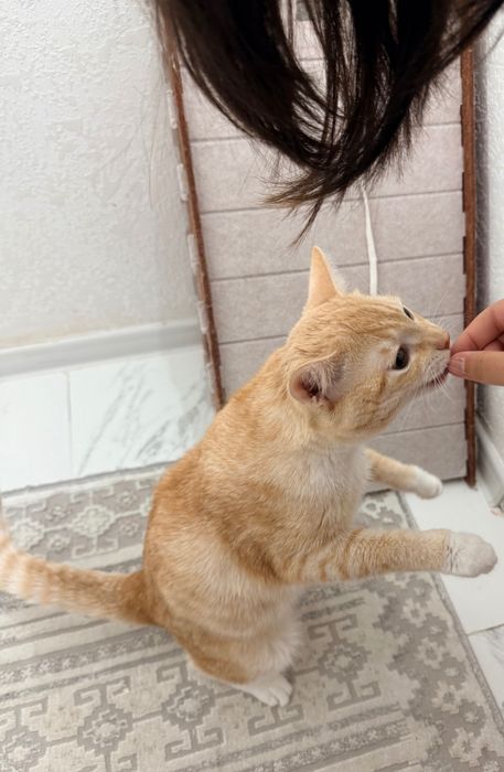 Кошка кошка кошка