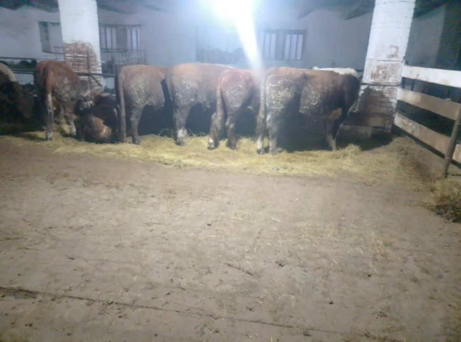 Продам бычки 16 голов